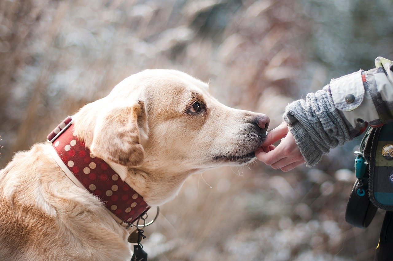 pet